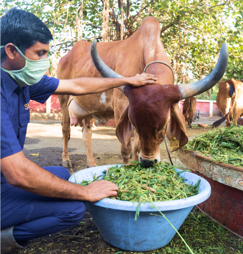 Cattle Rehabilitation 