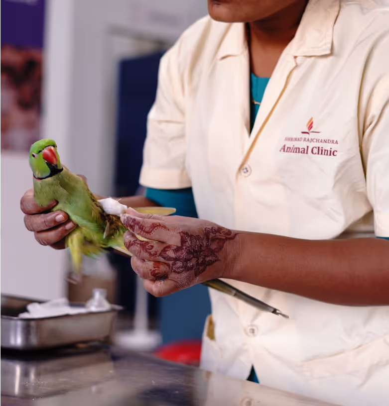 Animal Helpline