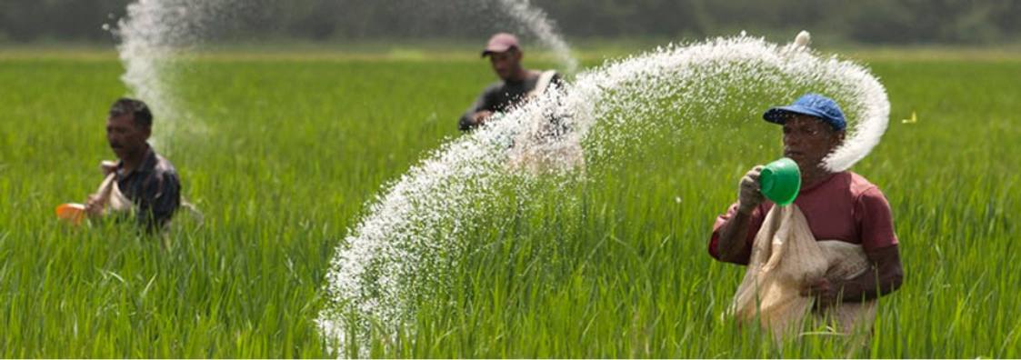 Figure 2 Urea fertiliser applied manually (Nuroil)