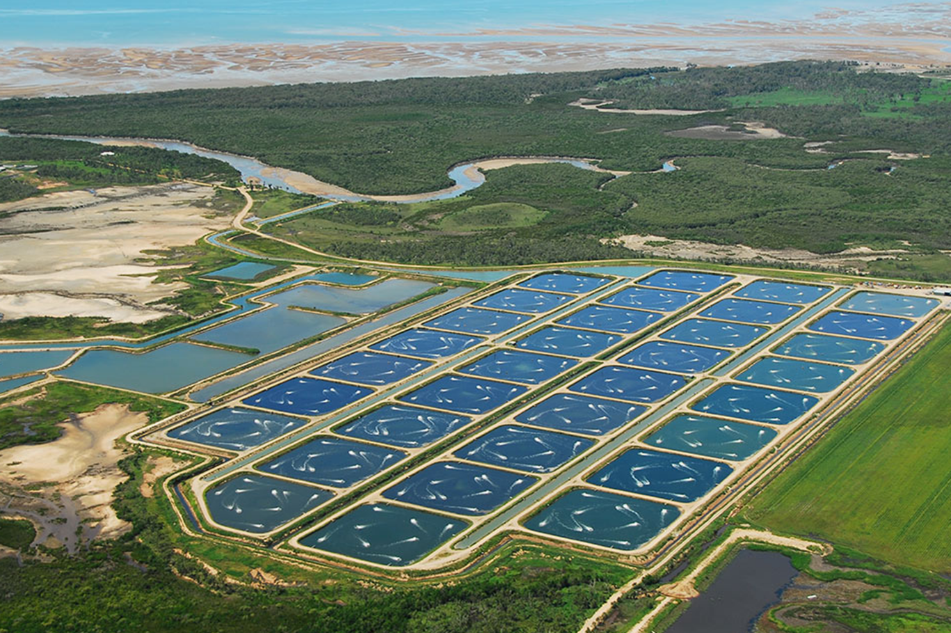 Precision Aquaculture: How AI Improves Sustainable Protein Production 