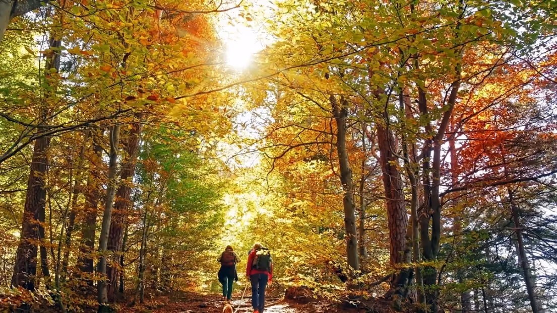 Les meilleures randonnées pour admirer les couleurs de l'Automne à proximité de nos chalets