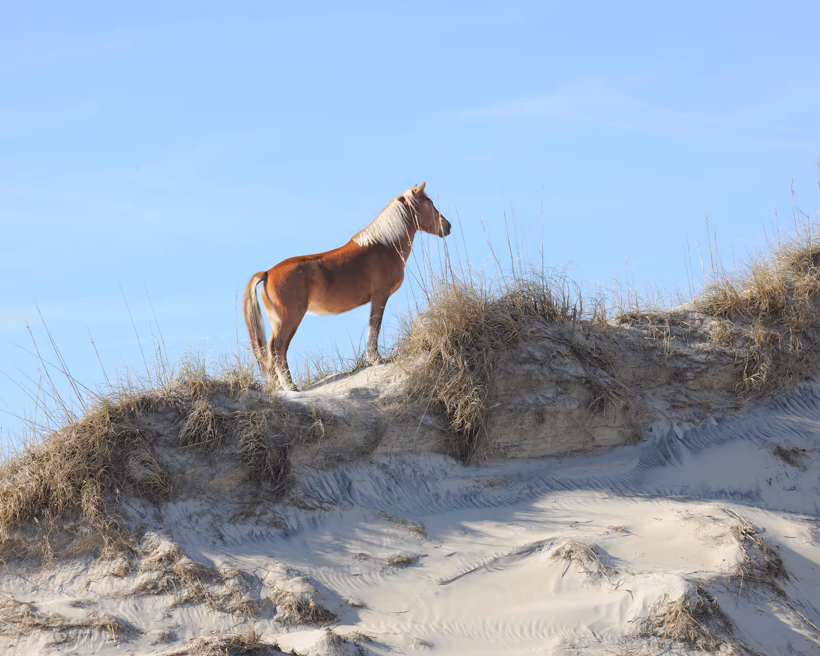 Wild Horses Corolla, NC