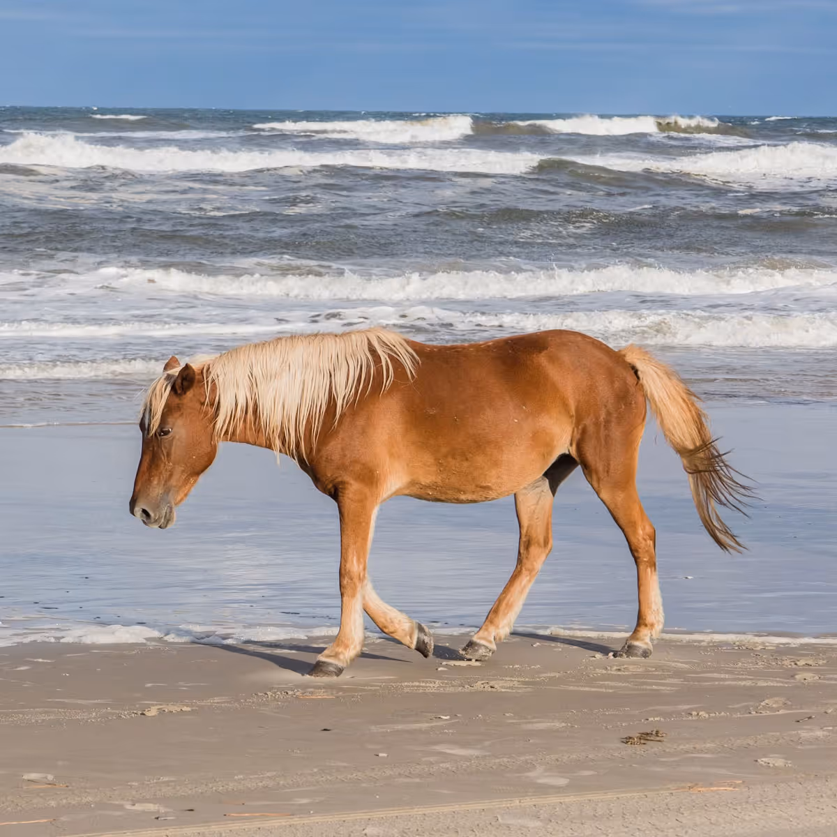 Wild horses on the beach in Corolla, NC