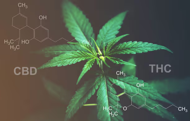 The Difference Between CBD vs THC