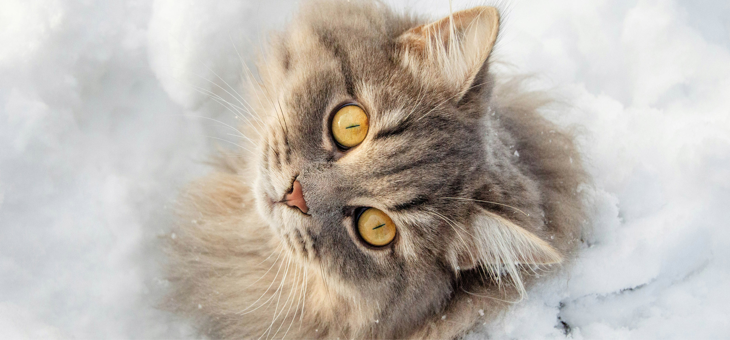 Pawsitive pet shop banner image