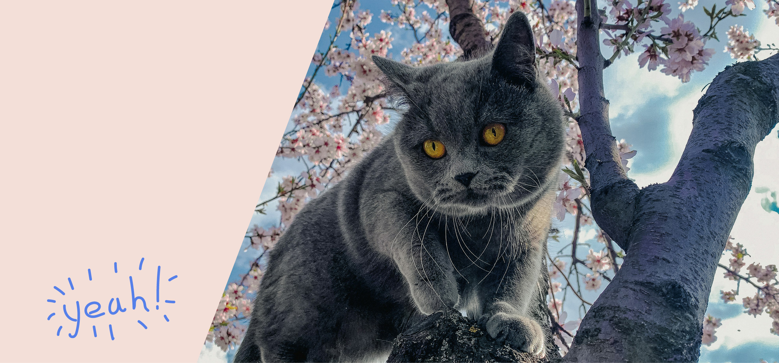 Pawsitive pet shop banner image