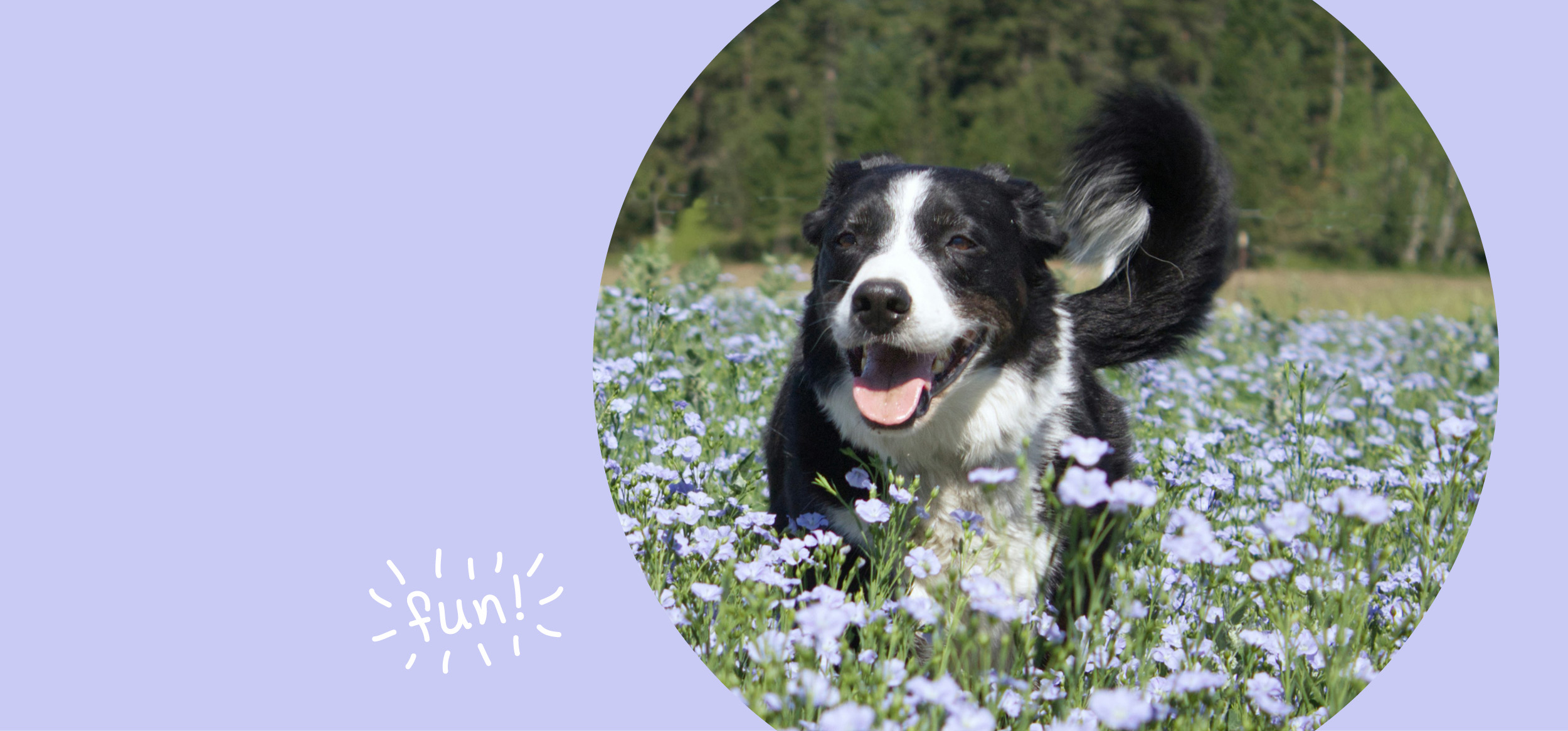 Pawsitive pet shop banner image