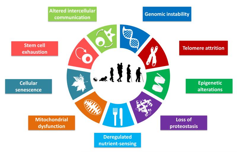 hallmarks of aging