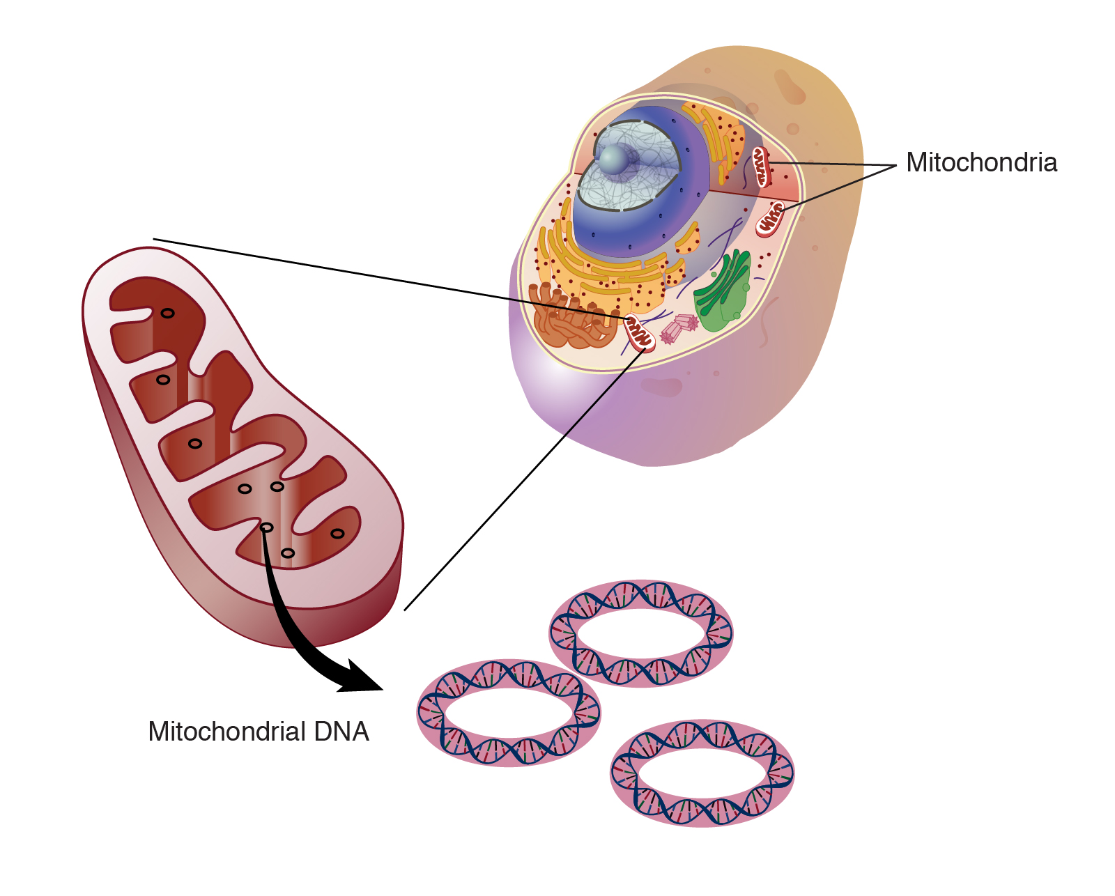 mitochondria