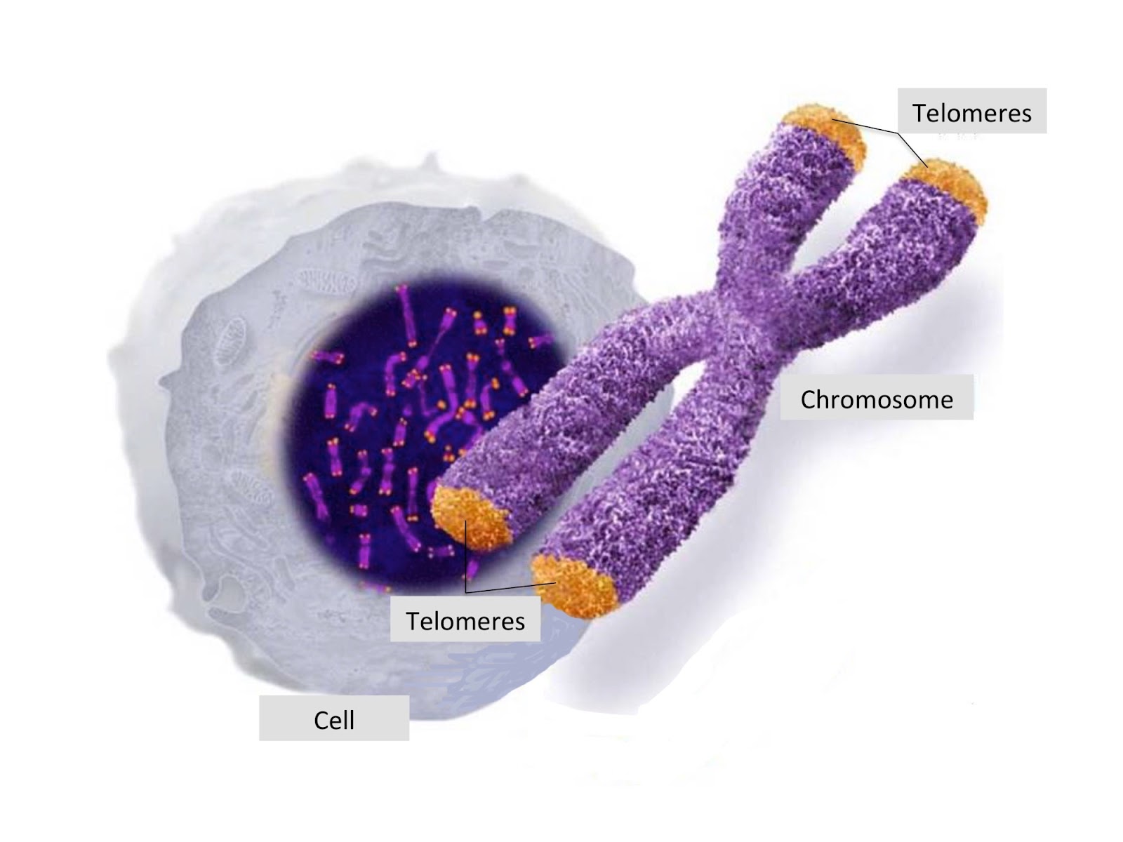 telomeres