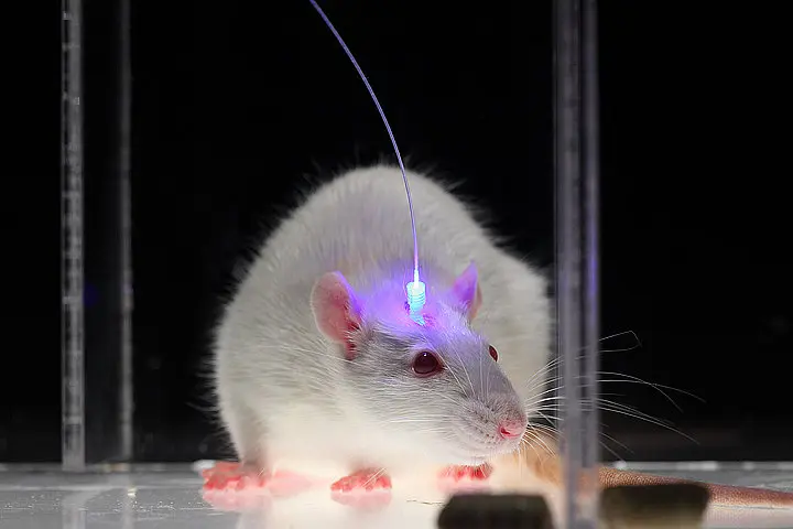 STANFORD Optogenetics, tested in rodents, can control electrical activity in a few carefully selected neurons and may hold new insights into our disorders.