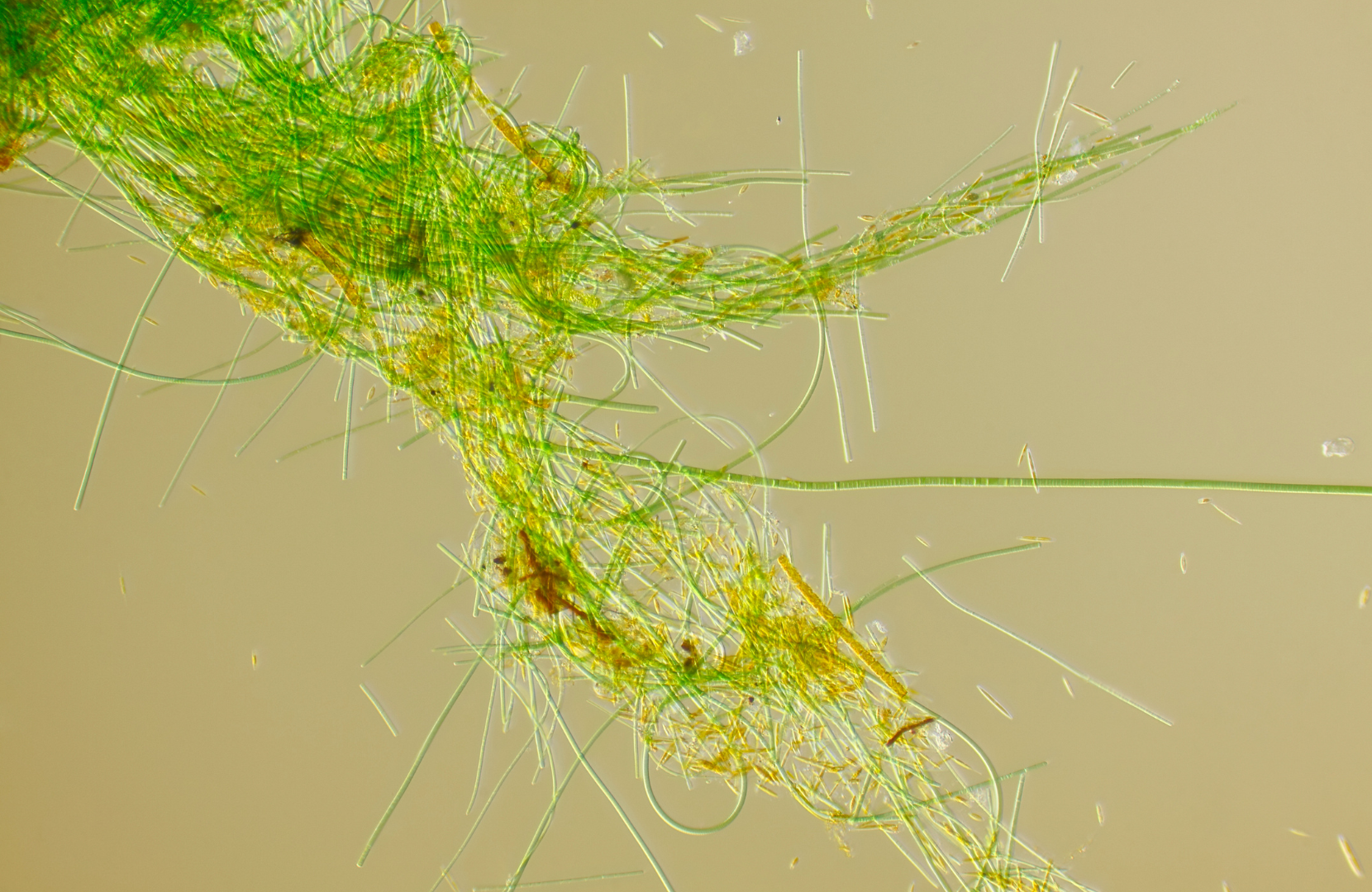 algae-based filaments 