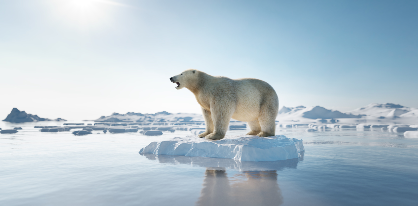 Polar bear on ice floe. Melting iceberg and global warming. 