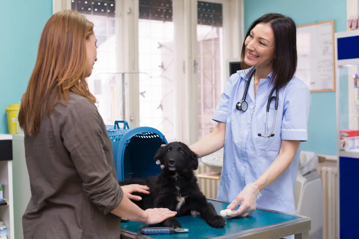 Tierärztin in blauem Kittel untersucht einen schwarzen Welpen auf einem Behandlungstisch, Besitzerin steht daneben