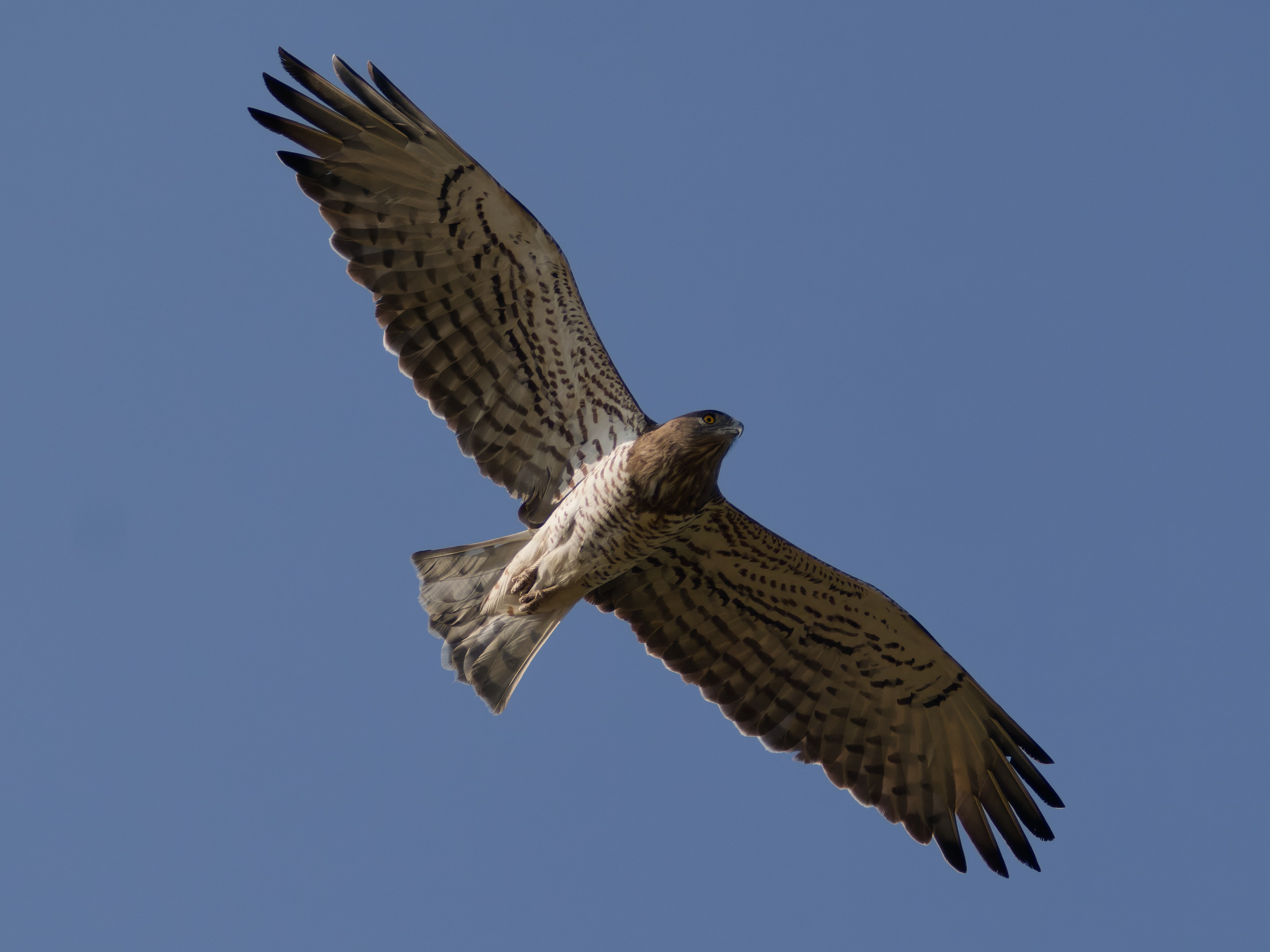 Culebrera europea
