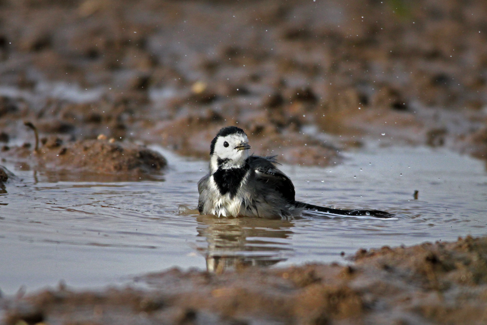 Lavandera blanca (Motacilla alba)