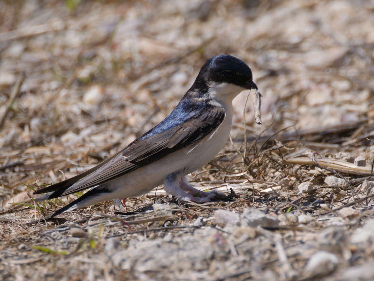 Avión común (Delichon urbicum)
