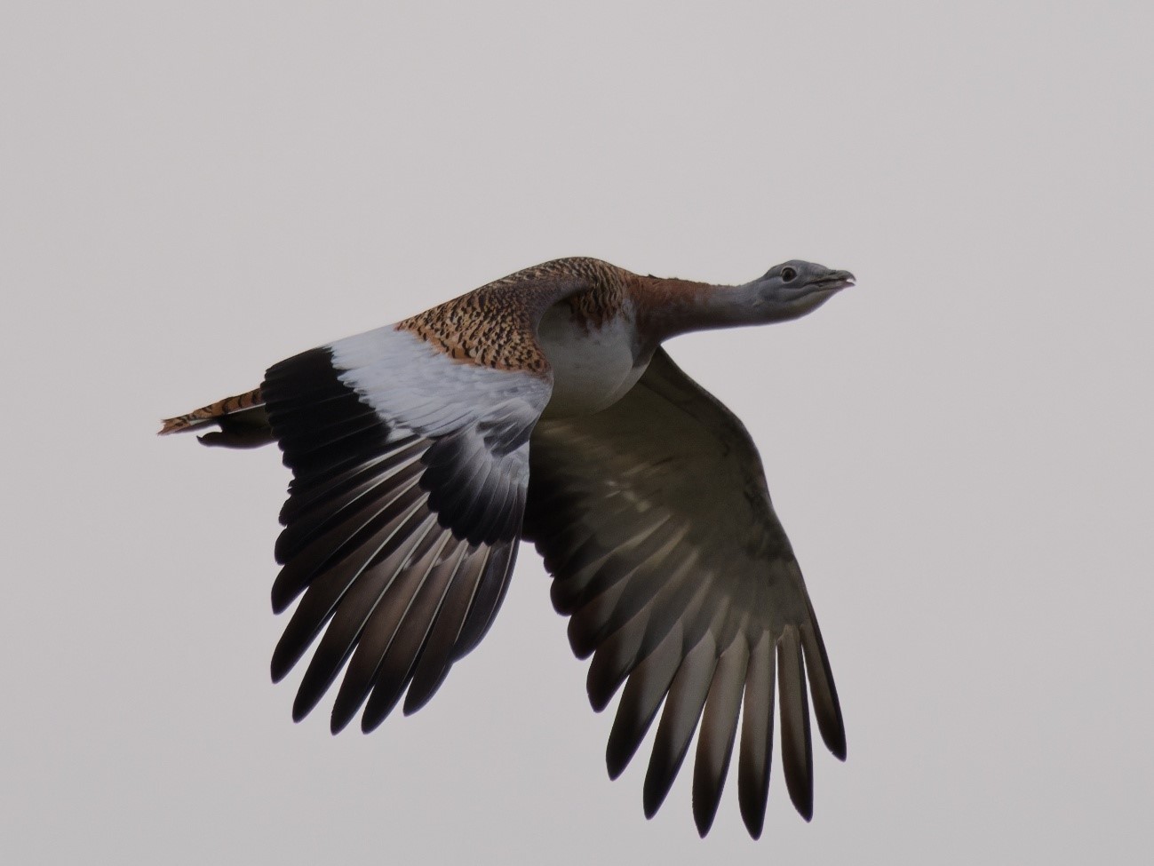 Avutarda común (Otis tarda) volando