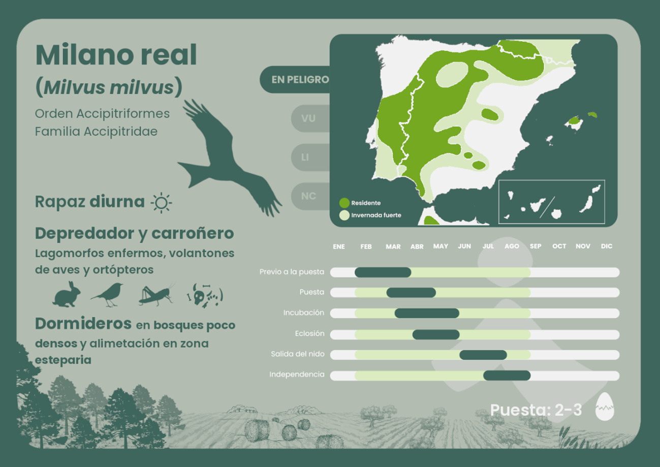 Calendario del ciclo reproductor del milano real