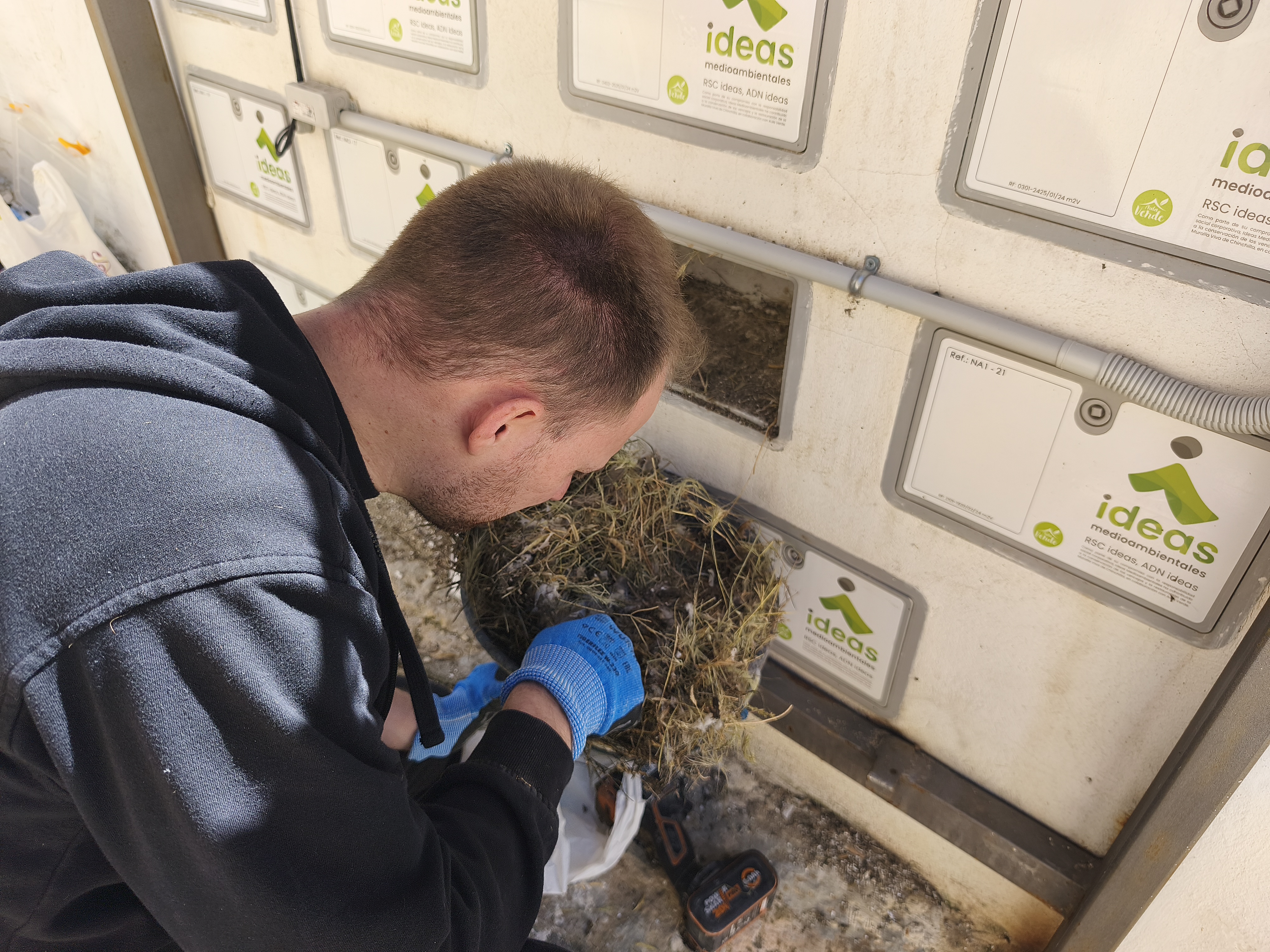 Técnico limpiando y revisando las cajas nido integradas en la Muralla Viva de Chinchilla