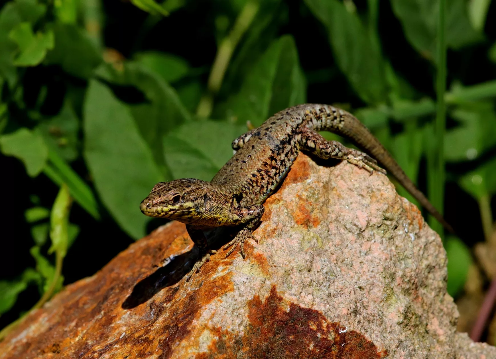 Close-up foto van een hagedis op een steen. Gefotografeerd vanaf het terras.