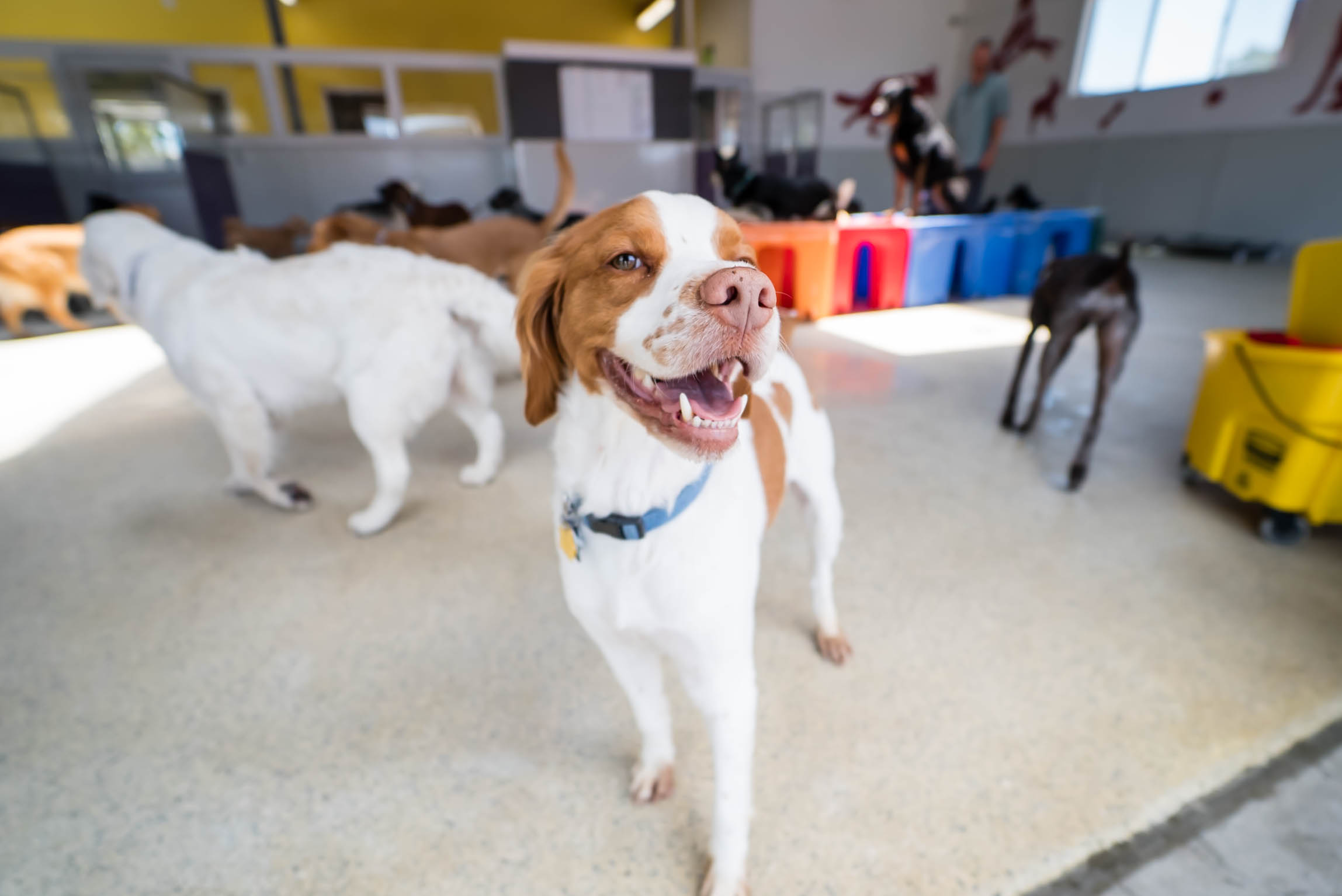 HAPPY HOUND