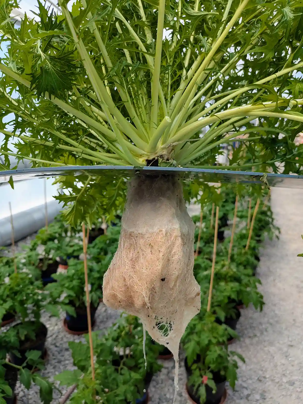 Mizunakål med luftrötter i hydroponisk odling