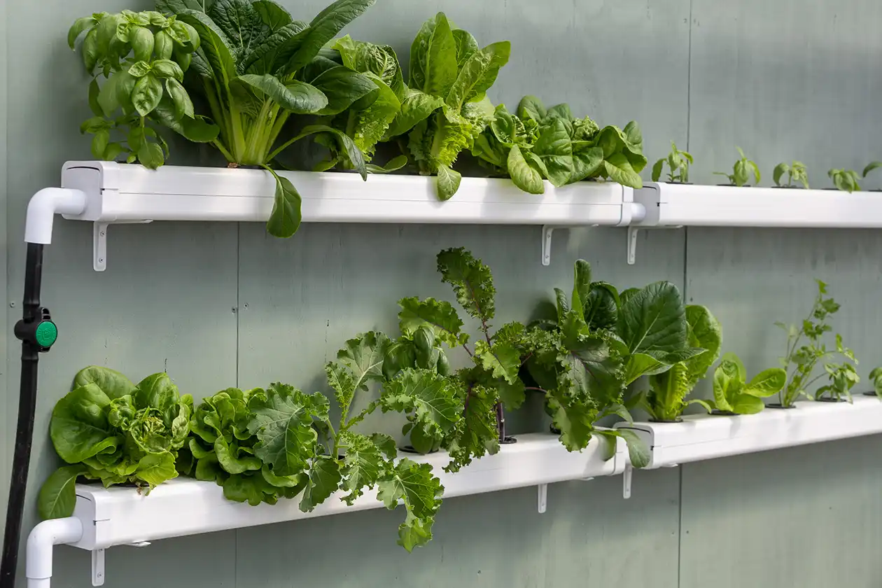 Nutrient film technique - NFT - Rännodling