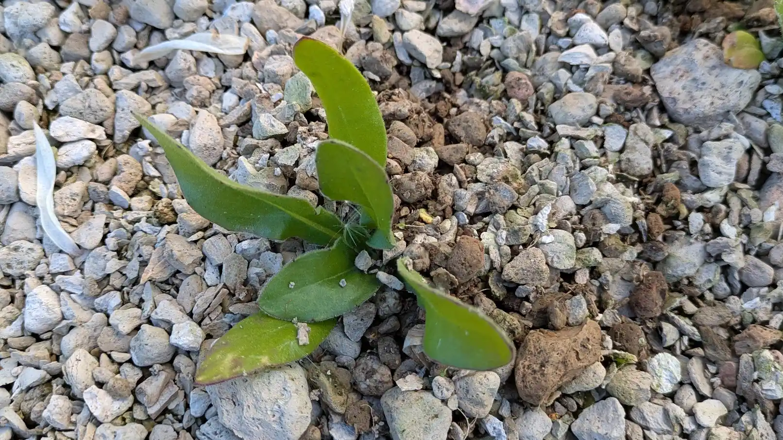 Hydroponisk odling med pimpsten