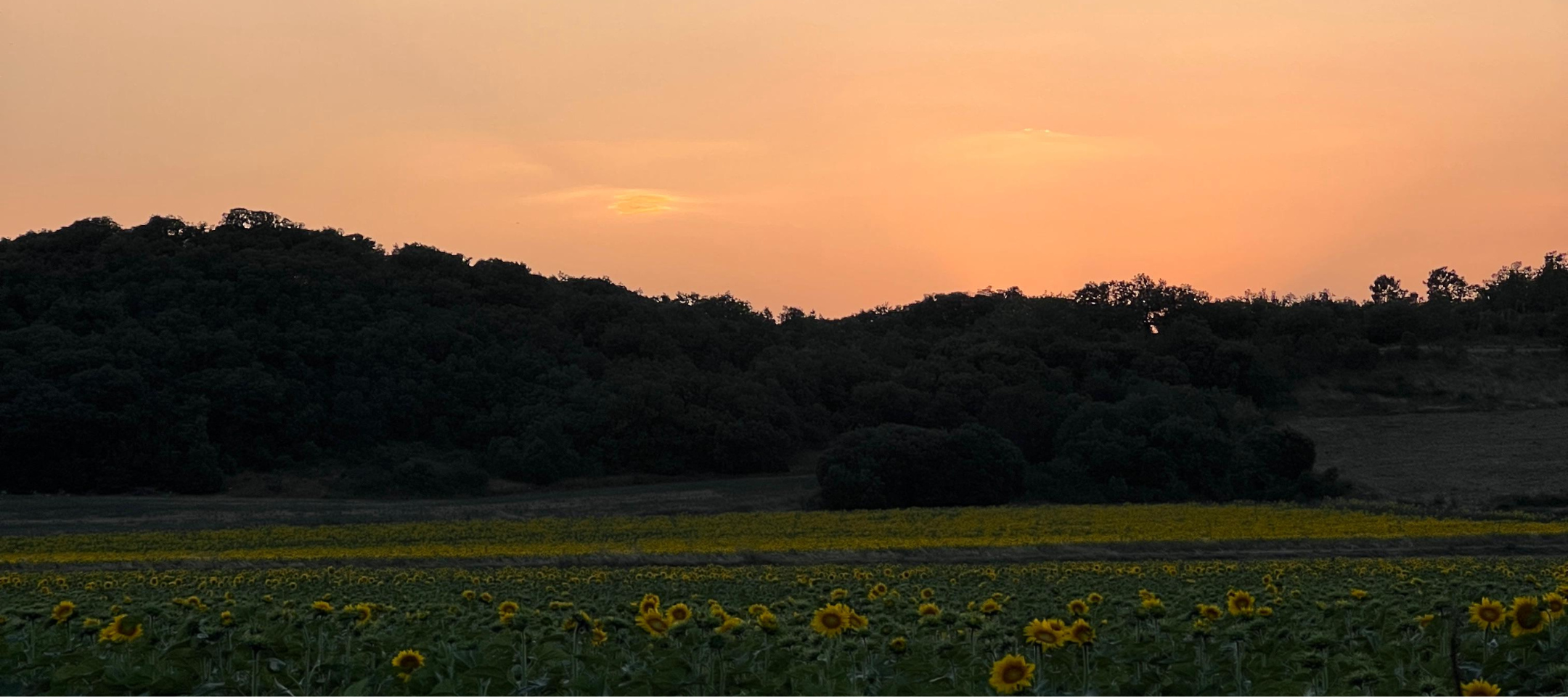 Yoga session during a wellness retreat in Provence, southern France