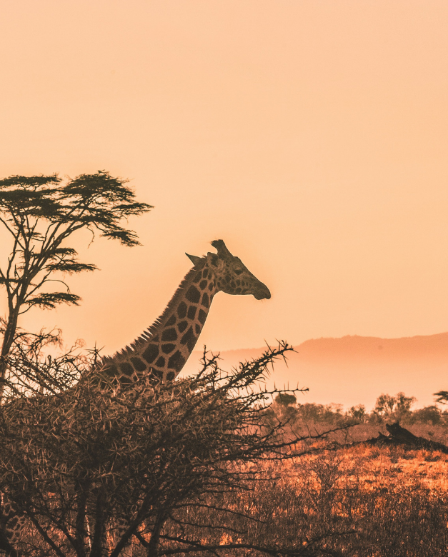 Voyage en Afrique pour découvrir les paysages africains ainsi que les Big 5. Voyage à gagner dans le cadre de la Loto-Voyages de La Maison Victor-Gadbois