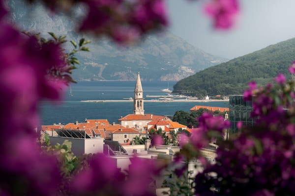 Scenic view of the old town in Budva, Montenegro, with a historic church tower, red rooftops, and the Adriatic Sea framed by vibrant pink flowers and mountain backdrop.
