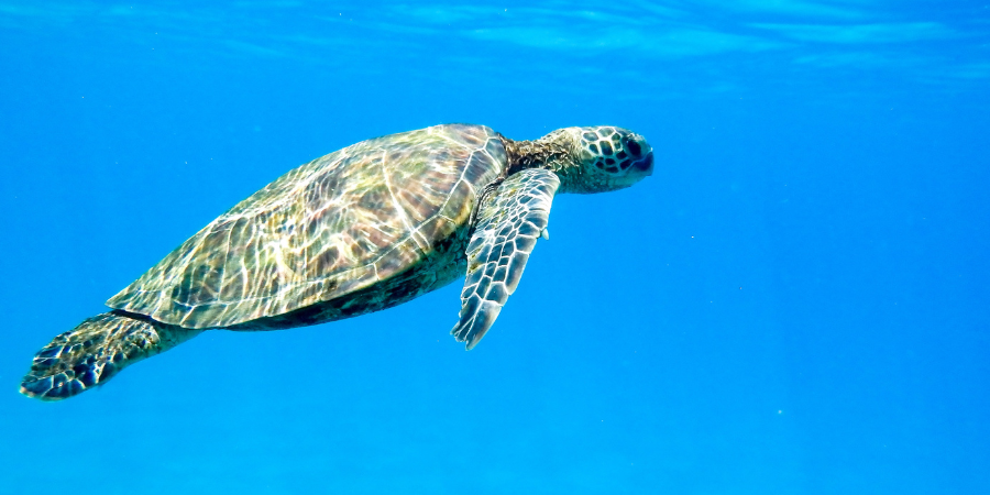 turtle swimming