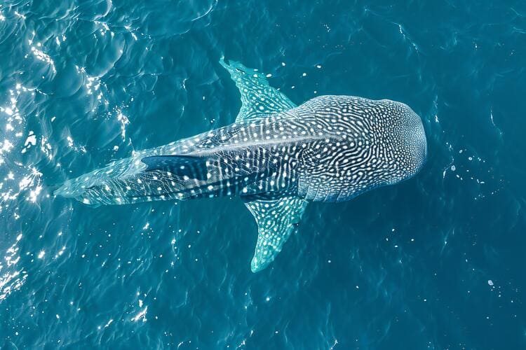 Un requin-baleine nage près de la surface dans une eau turquoise lumineuse, mettant en valeur l’une des expériences naturelles les plus emblématiques de Cancún pour les voyageurs qui planifient leur excursion avec la commodité d’une voiture de location Avant