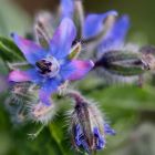 Borage flower