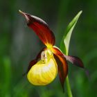Lady's Slipper flower