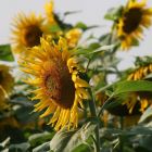sunflowers