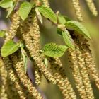 hornbeam flower