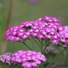 pink yarrow flowers