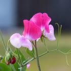 sweet pea flower 