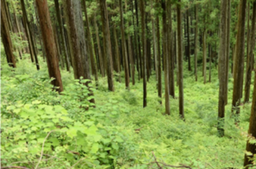 森の中を歩いているAI 生成コンテンツは誤りを含む可能性があります。