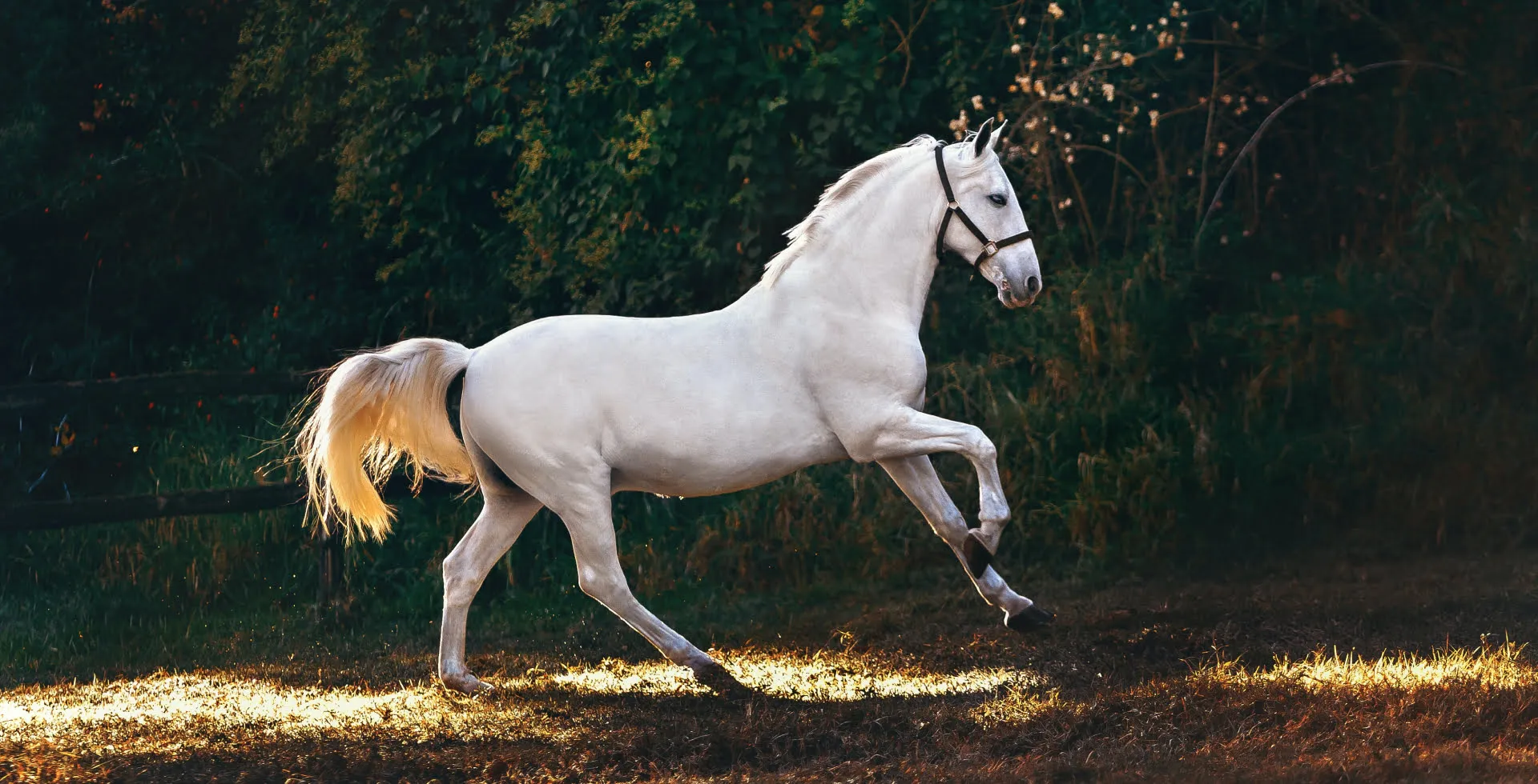 Photo White Horse