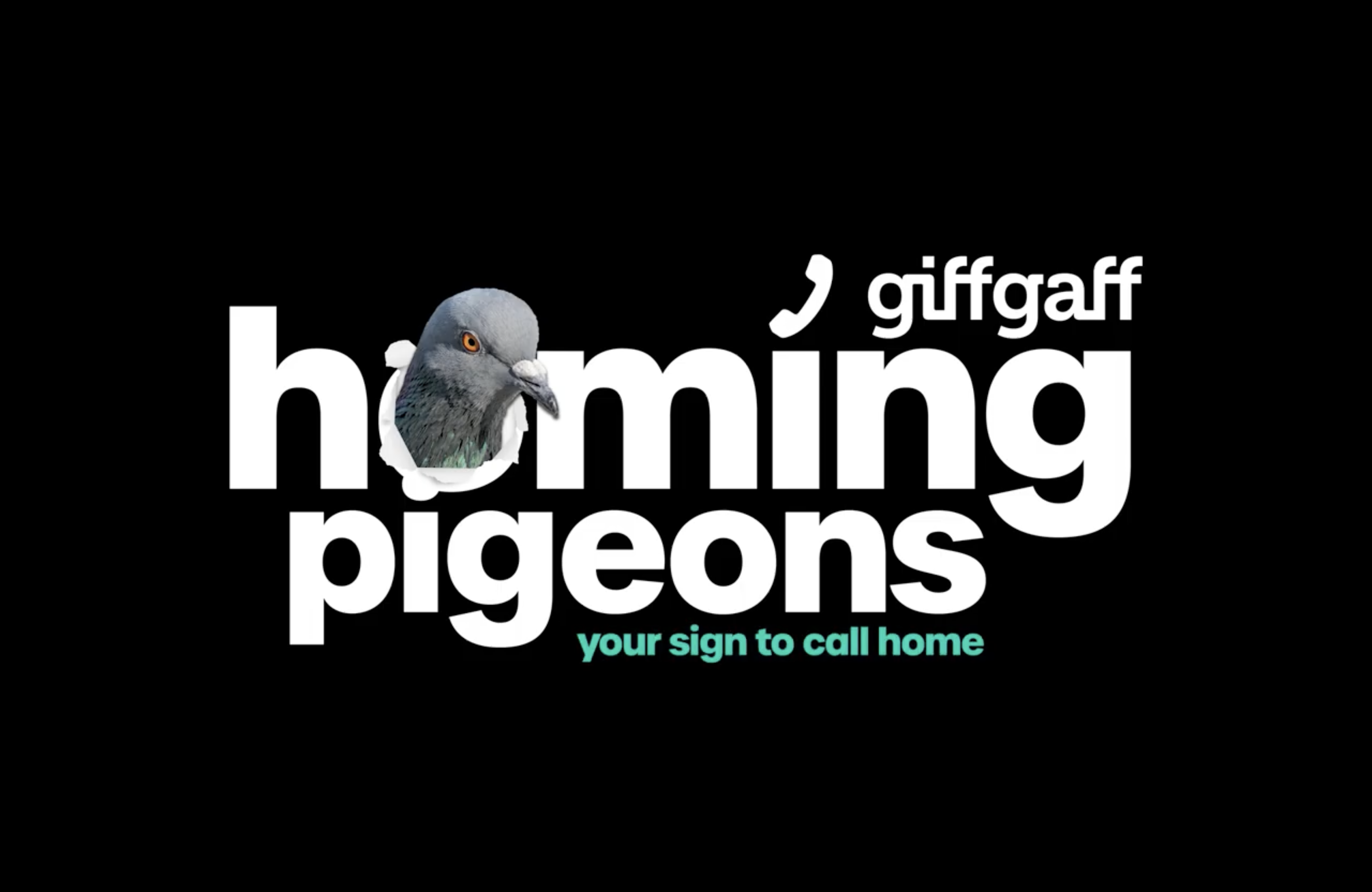 homing pigeons for giffgaff - Graphite pencil 