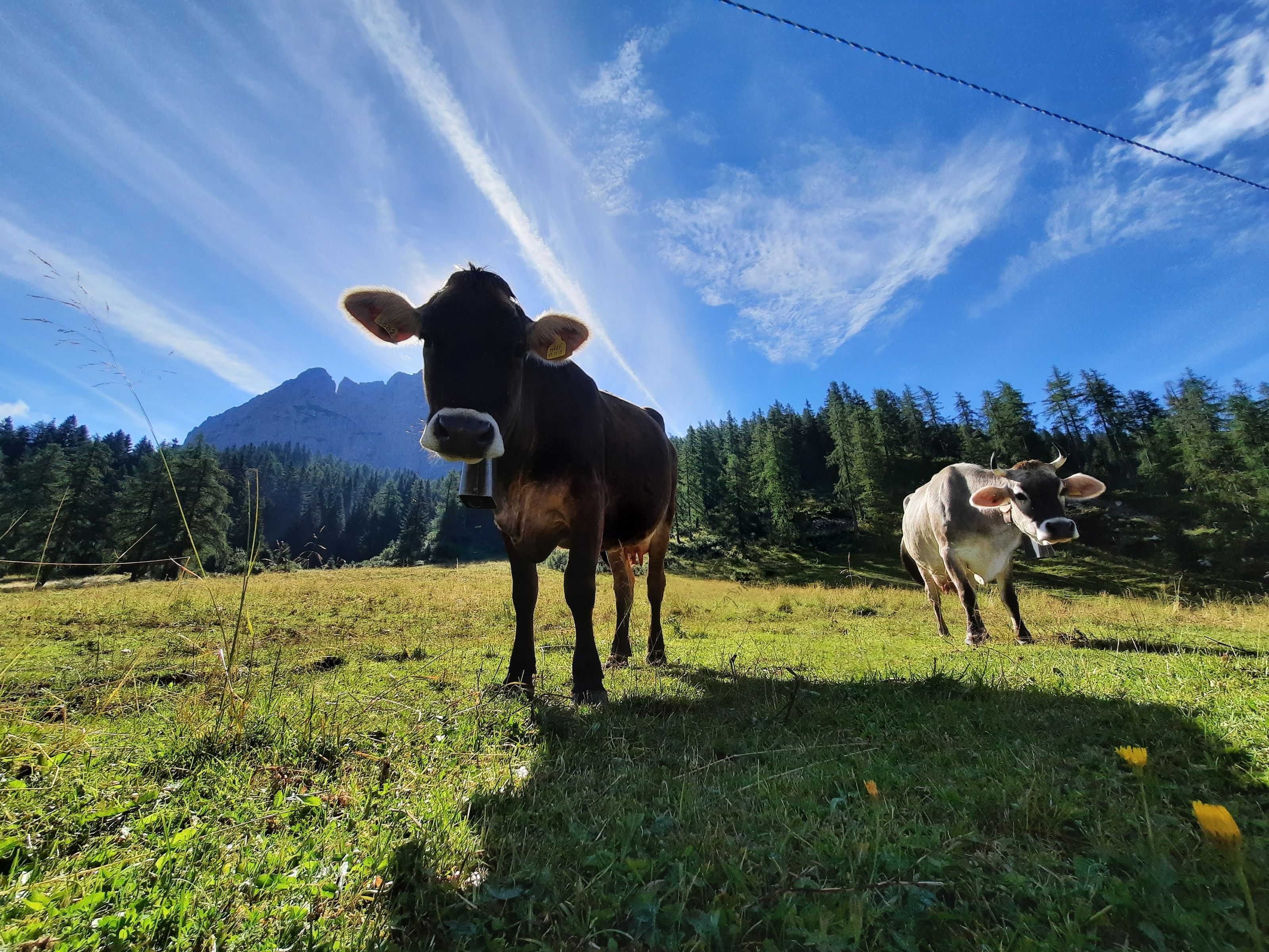 Vaches Tour Du Mont Blanc à vélo par Belle Allure