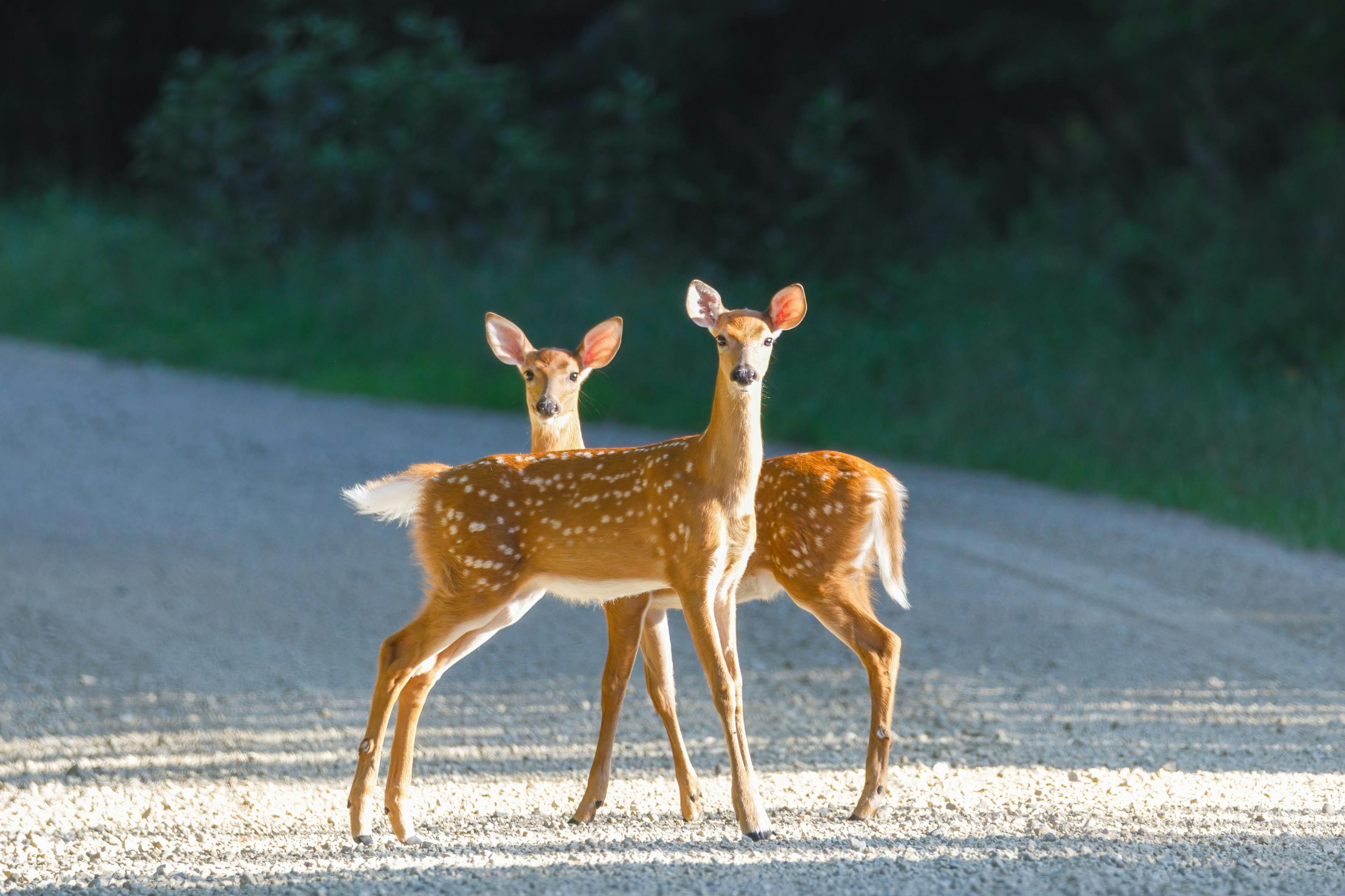 What to Do After Hitting a Deer in Winchester: A Towing & Repair Guide