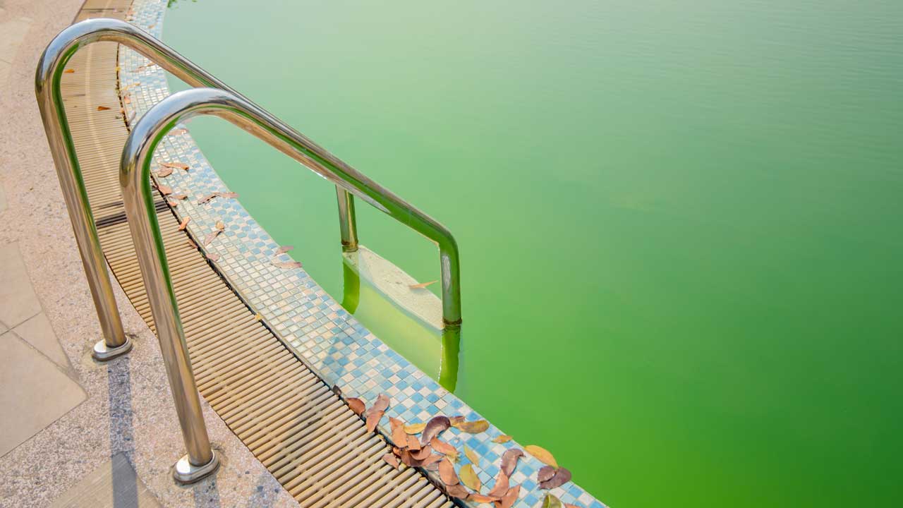 Green pool in Phoenix, AZ - Learn why algae grows in Arizona Pools