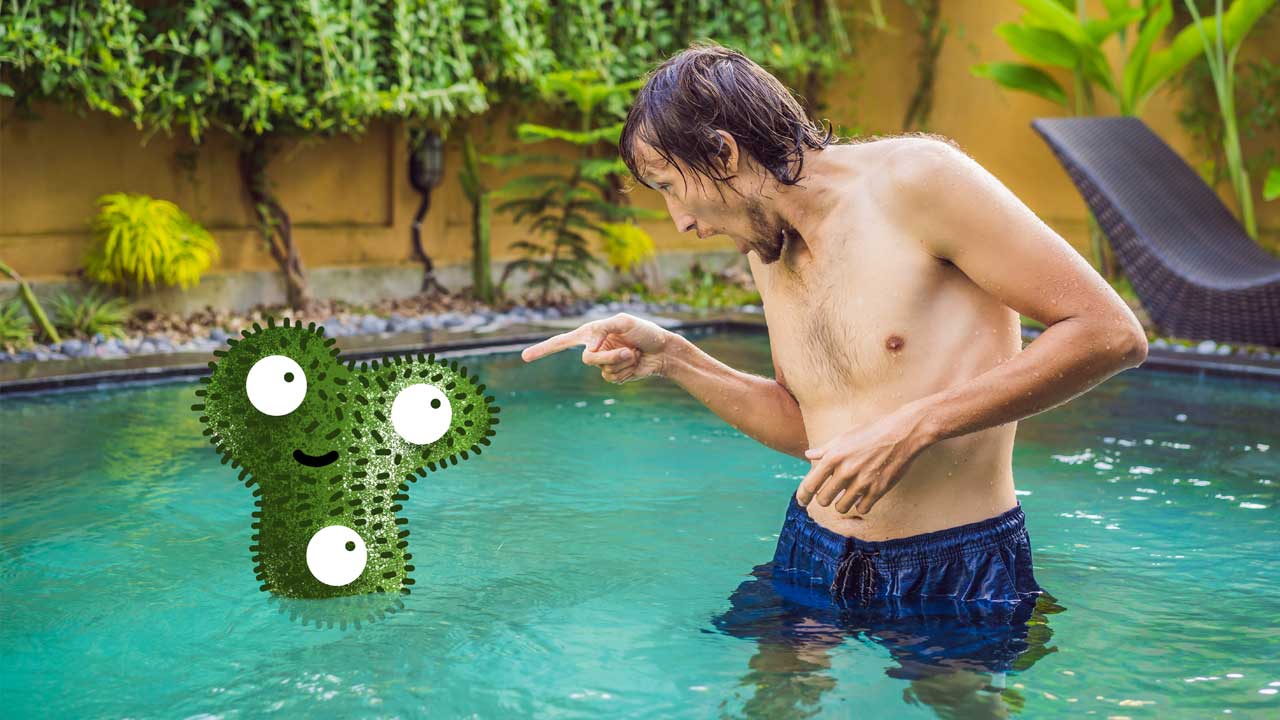 Types of swimming pool algae