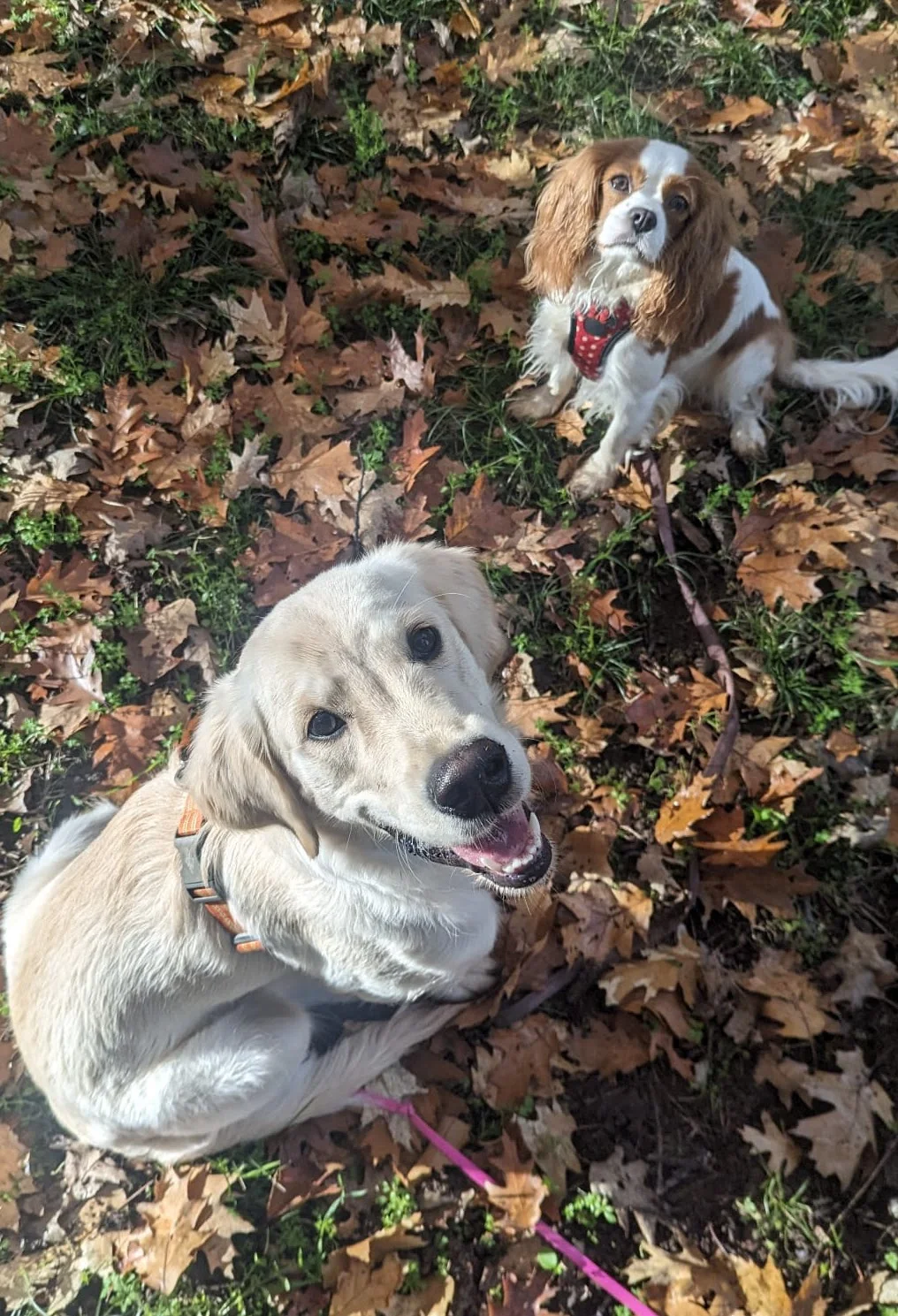 Lady et Mina, les deux chiennes d’Eva de Canieduc, posent au sol couvert de feuilles.