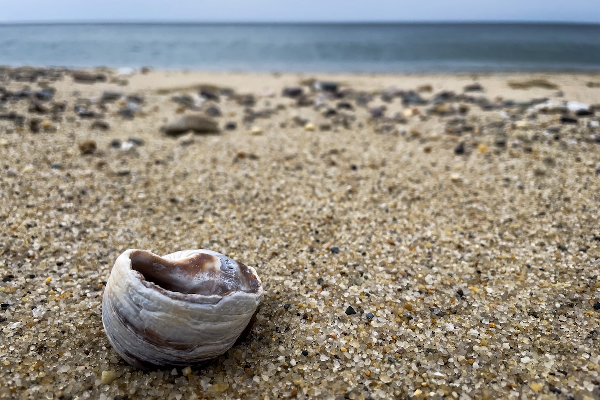 A shell on the beach in Truro MA.
