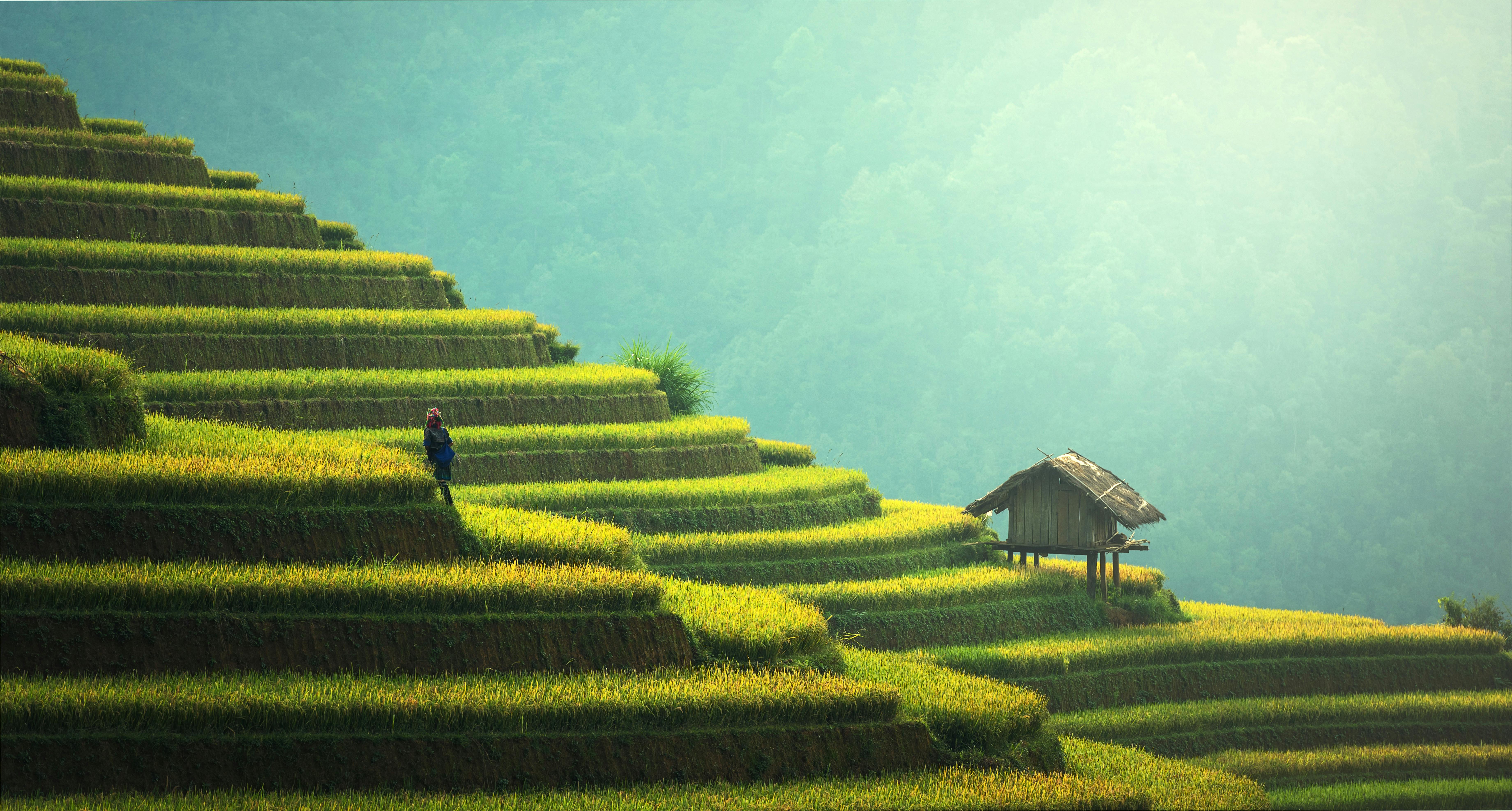 Rice Terraces northen vietnam